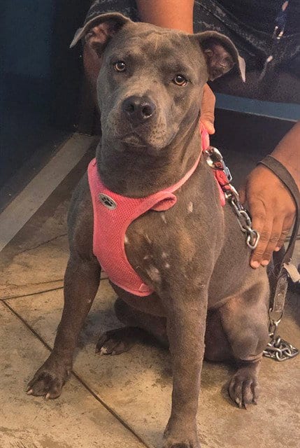 Photo of A170937, adoptable Pit Bull Terrier in Bakersfield, California