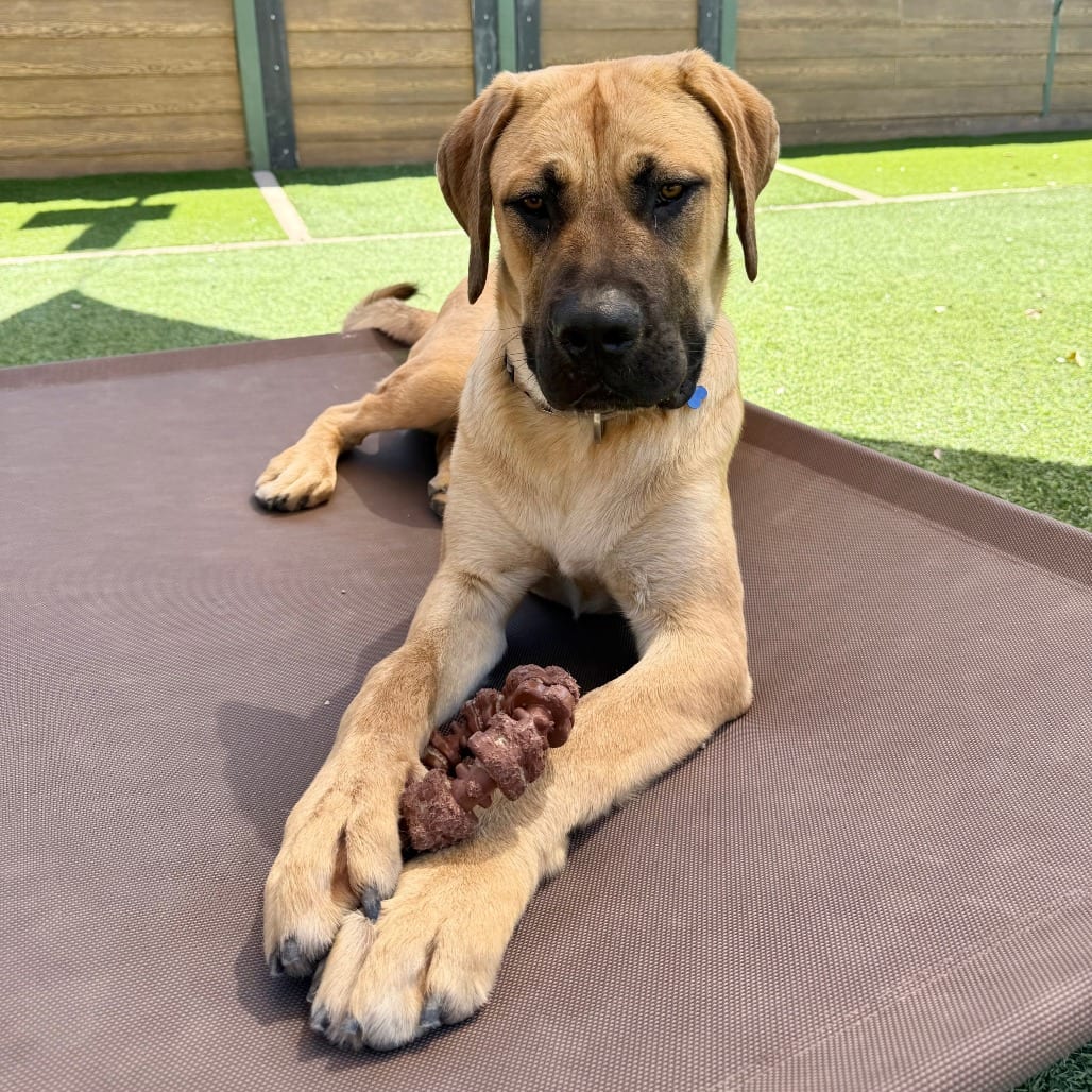 Photo of Cheddar, adoptable Mastiff in Agoura Hills, California