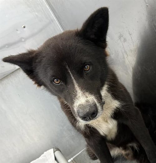 Photo of Keeper, adoptable Border Collie in Dallas, Texas