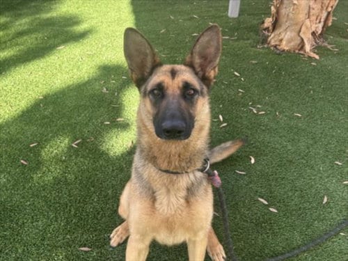 Photo of Tonya, adoptable German Shepherd Dog in Los Angeles, California