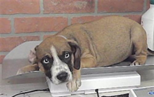 Photo of Hanna, adoptable American Staffordshire Terrier in Houston, Texas