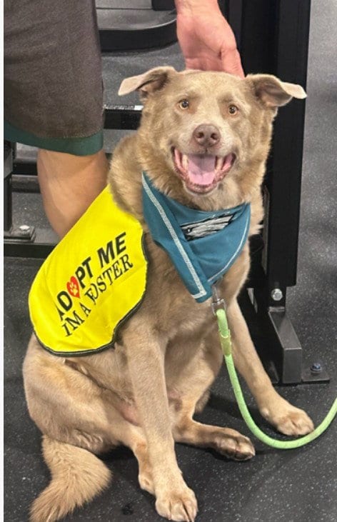 Photo of Greg #3, adoptable Labrador Retriever in Chandler, Arizona