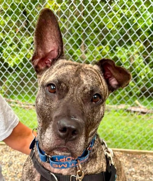 Photo of Tigris, adoptable Terrier in Sayreville, NJ, New Jersey