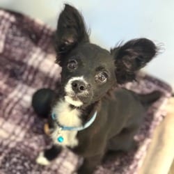 Photo of Cobalt, adoptable Chihuahua Mixed Breed (Small) in Santa Maria, California