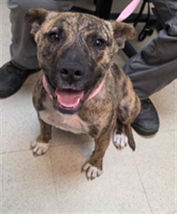 Photo of Nibbles, adoptable German Shepherd Dog in Ukiah, California