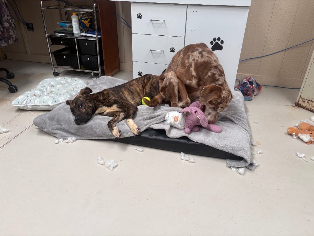Photo of Chance, adoptable Pit Bull Terrier in Findlay, Ohio