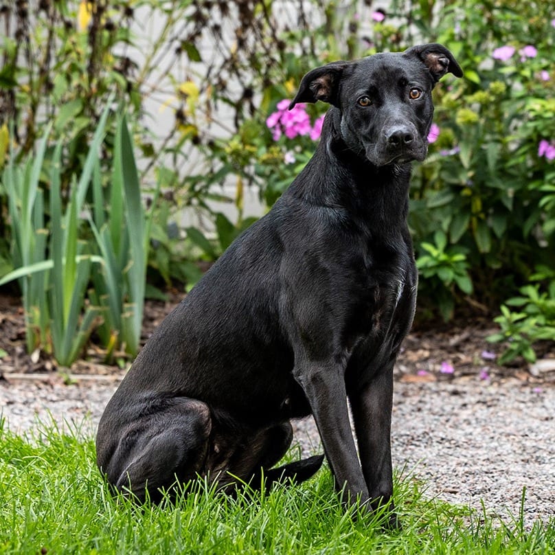 Photo of Athena, adoptable Shepherd, German / Boxer in Council Bluffs, Iowa
