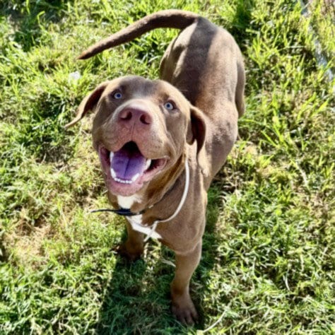 Photo of Taki, adoptable Labrador Retriever in Houston, Texas