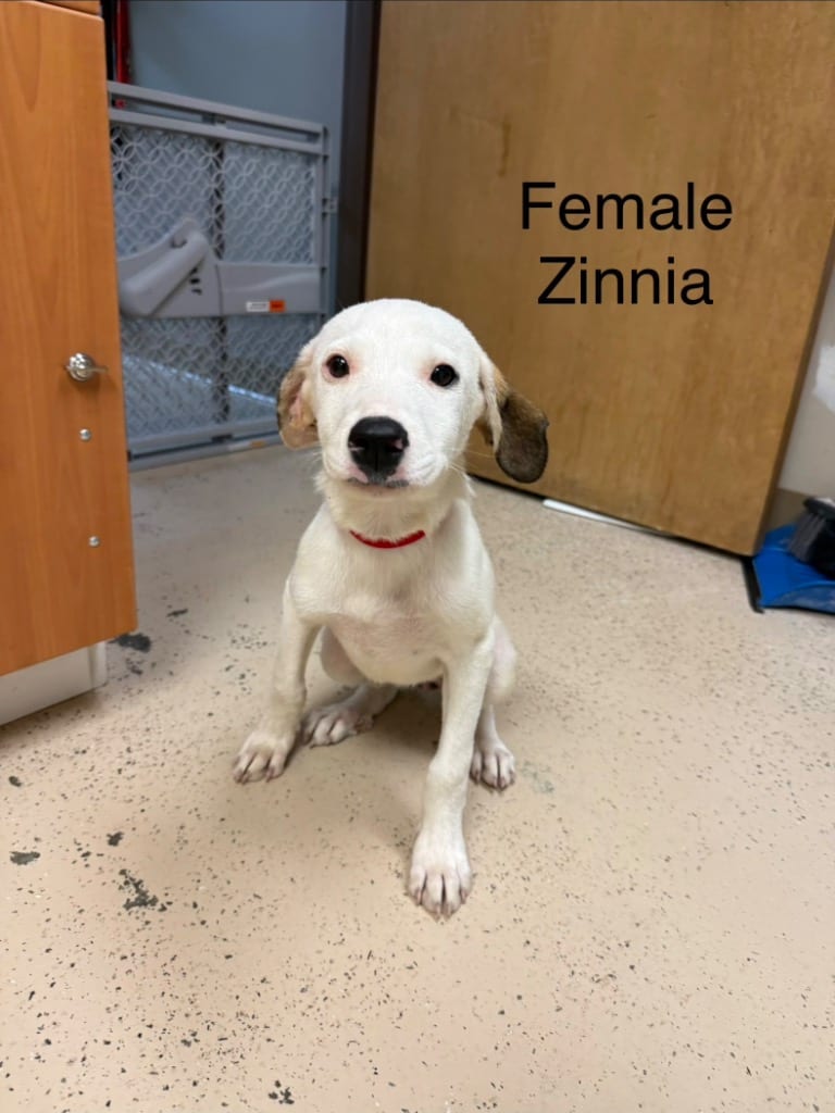 Photo of Zinnia, adoptable Hound in West Union, Ohio