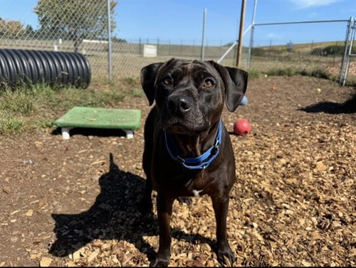 Photo of Stanley, adoptable Pit Bull Terrier in McKinleyville, California