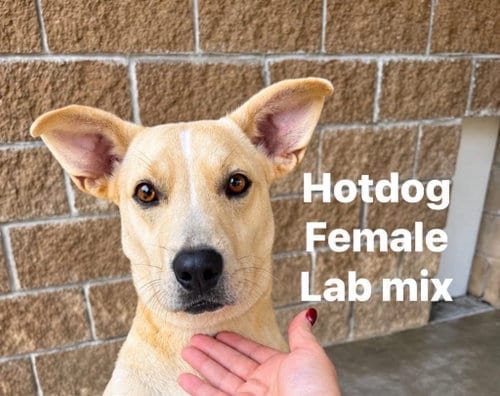 Photo of Hotdog, adoptable Labrador Retriever in Burnsville, North Carolina