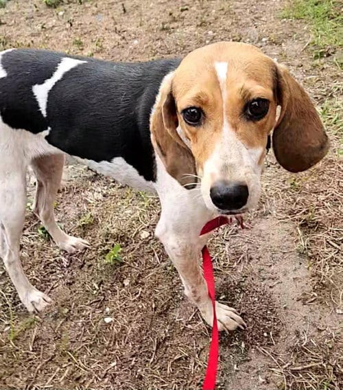 Photo of Bitsy, adoptable Beagle in Tampa, Florida