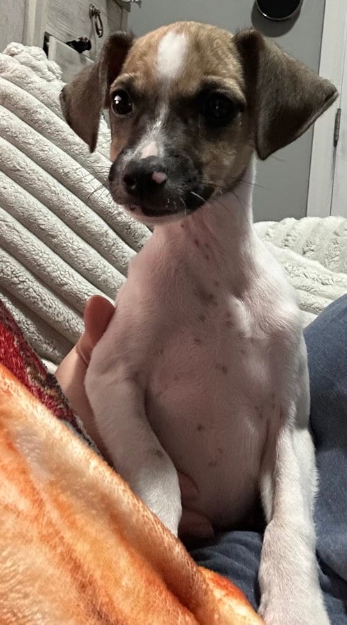 Photo of Rusty, adoptable Terrier in Columbus, Indiana