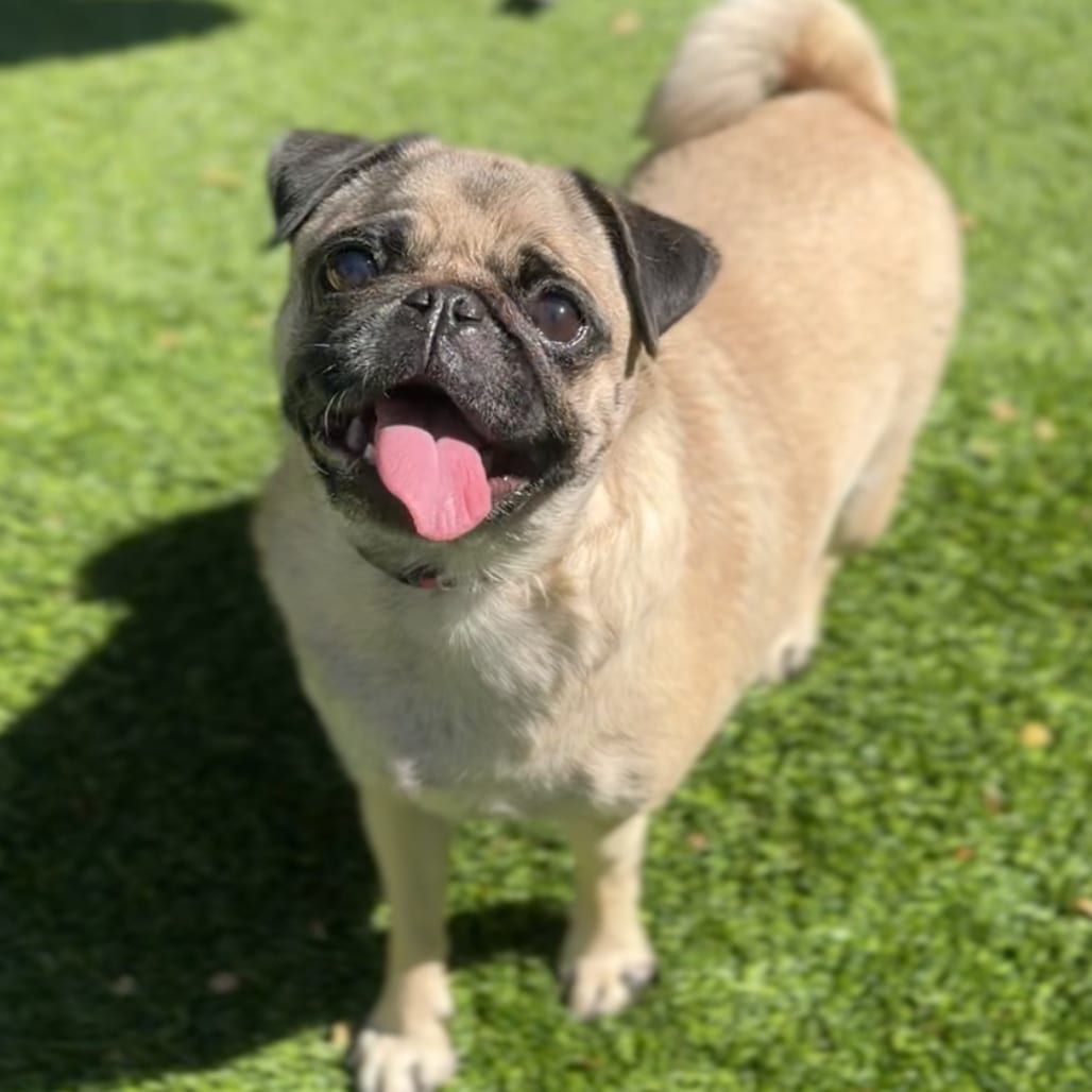 Photo of Buttercup A2299655, adoptable Pug in Hayden, Idaho