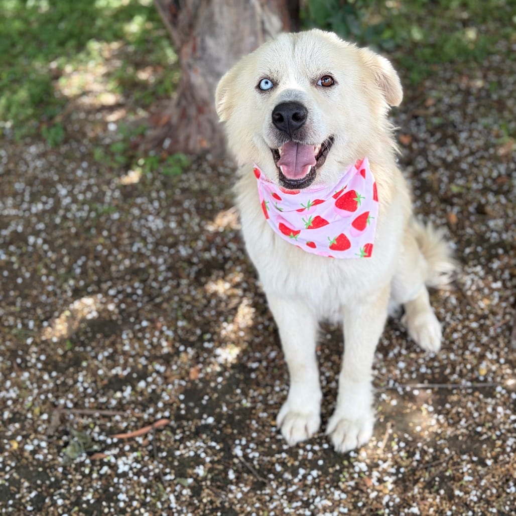 Photo of Guero 26-06-103, adoptable Husky / Mixed Breed (Large) in Bastrop, Texas