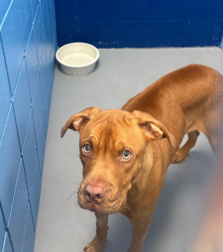 Photo of Redd, adoptable Cane Corso Mastiff in Hartsville, South Carolina