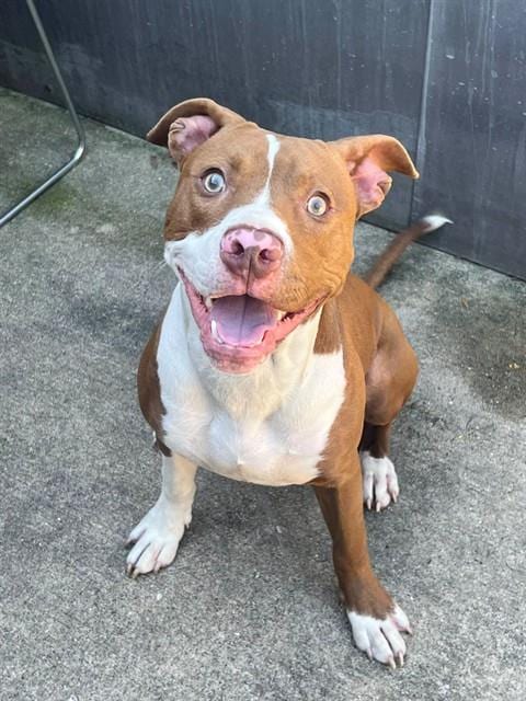 Photo of Kamden, adoptable American Pit Bull Terrier in Chicago, Illinois