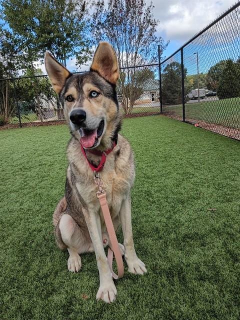 Photo of Butler, adoptable Siberian Husky in Statesville, North Carolina