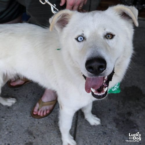 Photo of Ice, adoptable Great Pyrenees in Washington, District of Columbia