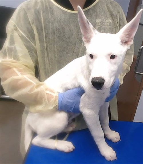 Photo of Marty, adoptable Bull Terrier in Phoenix, Arizona