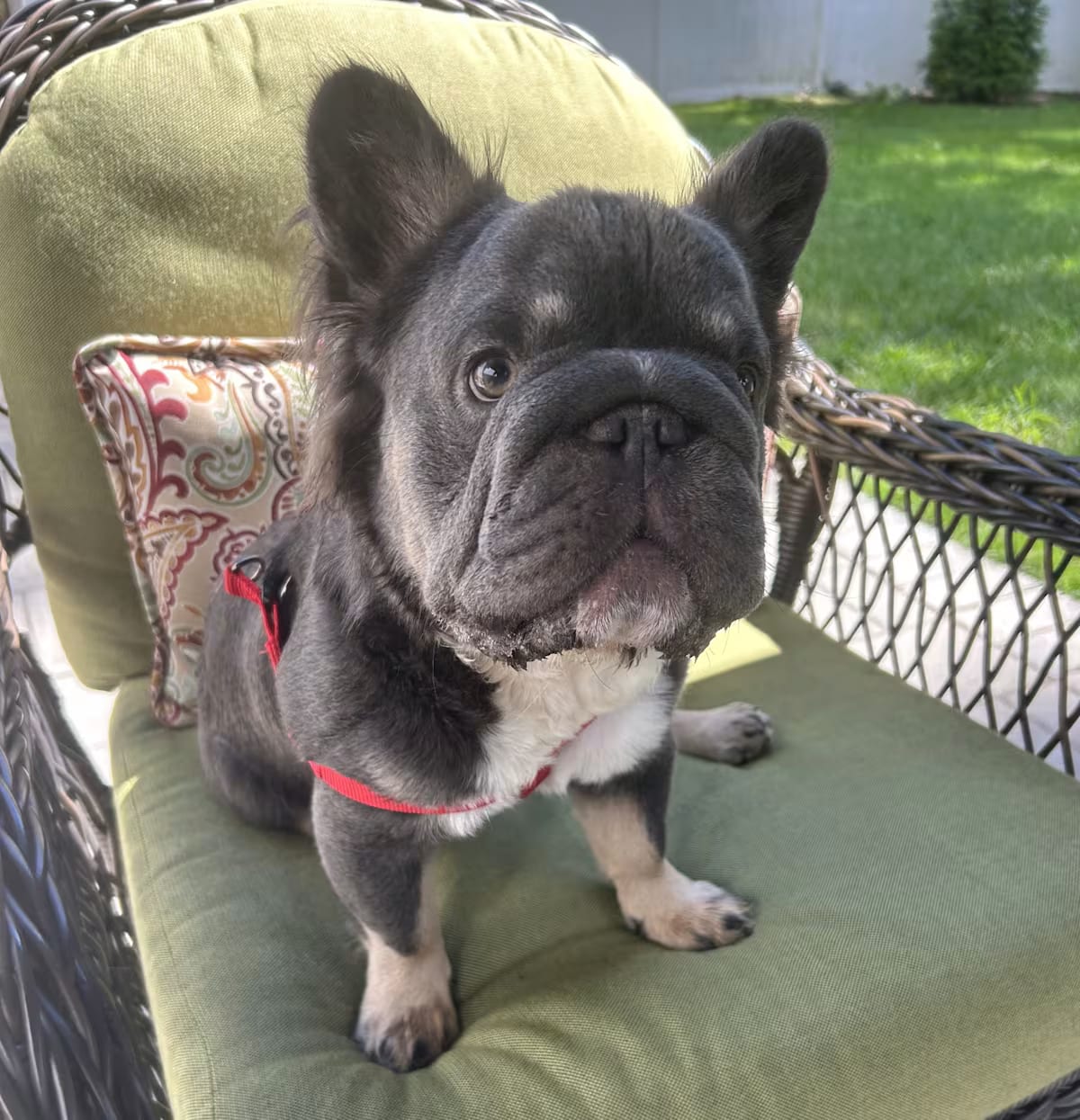 Photo of Bowser, adoptable French Bulldog in Closter, New Jersey