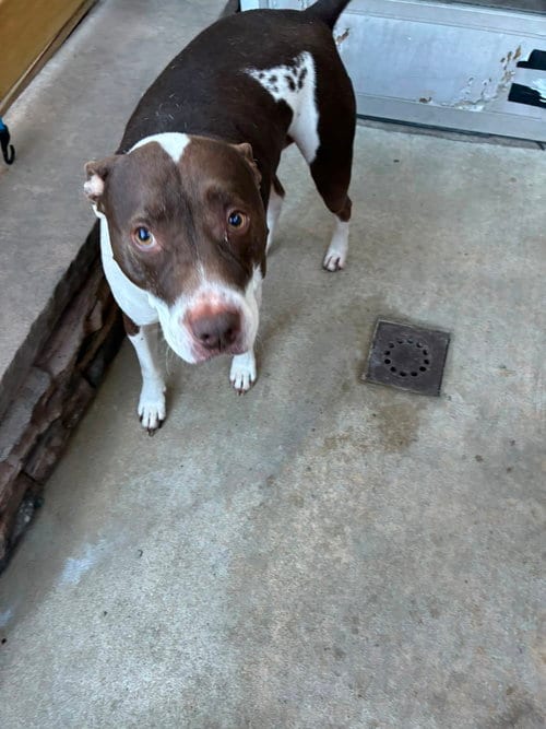 Photo of Rocco, adoptable Pit Bull Terrier in Oakhurst, New Jersey