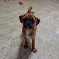 Photo of Crystal KS, adoptable Pug Australian Shepherd in Salem, Oregon