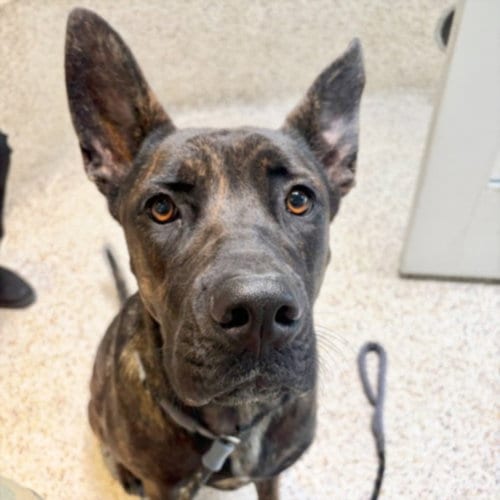 Photo of Luna, adoptable Pit Bull Terrier in Los Angeles, California