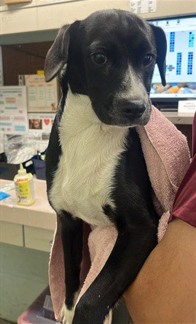 Photo of Stink, adoptable Terrier in Sacramento, California