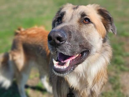 Photo of China, adoptable dog in Georgetown, Texas