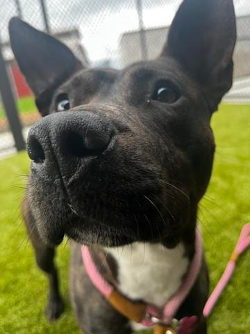 Photo of Amy, adoptable dog in Atlanta, Georgia