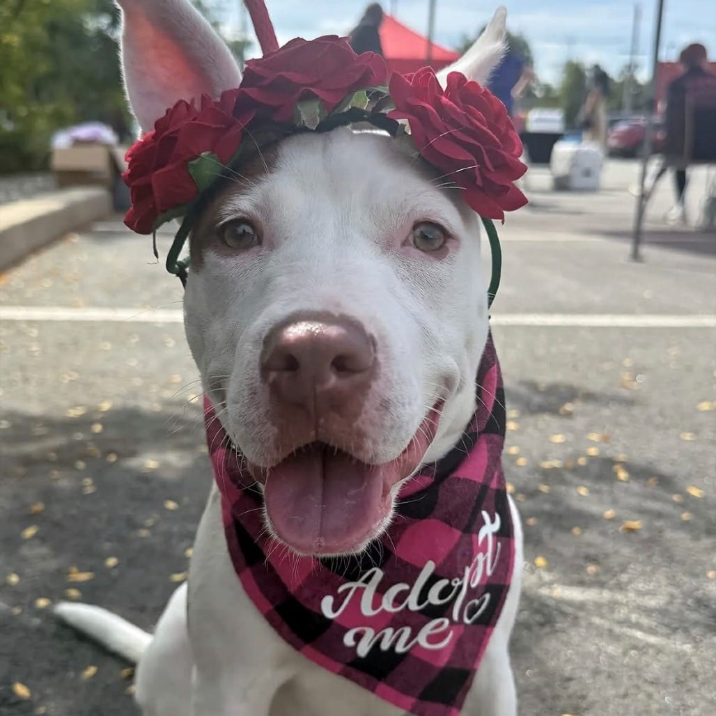 Photo of Rosette, adoptable Terrier, American Pit Bull in East Hanover, New Jersey