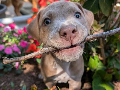 Photo of Donut, adoptable Pit Bull Terrier in Redwood City, California