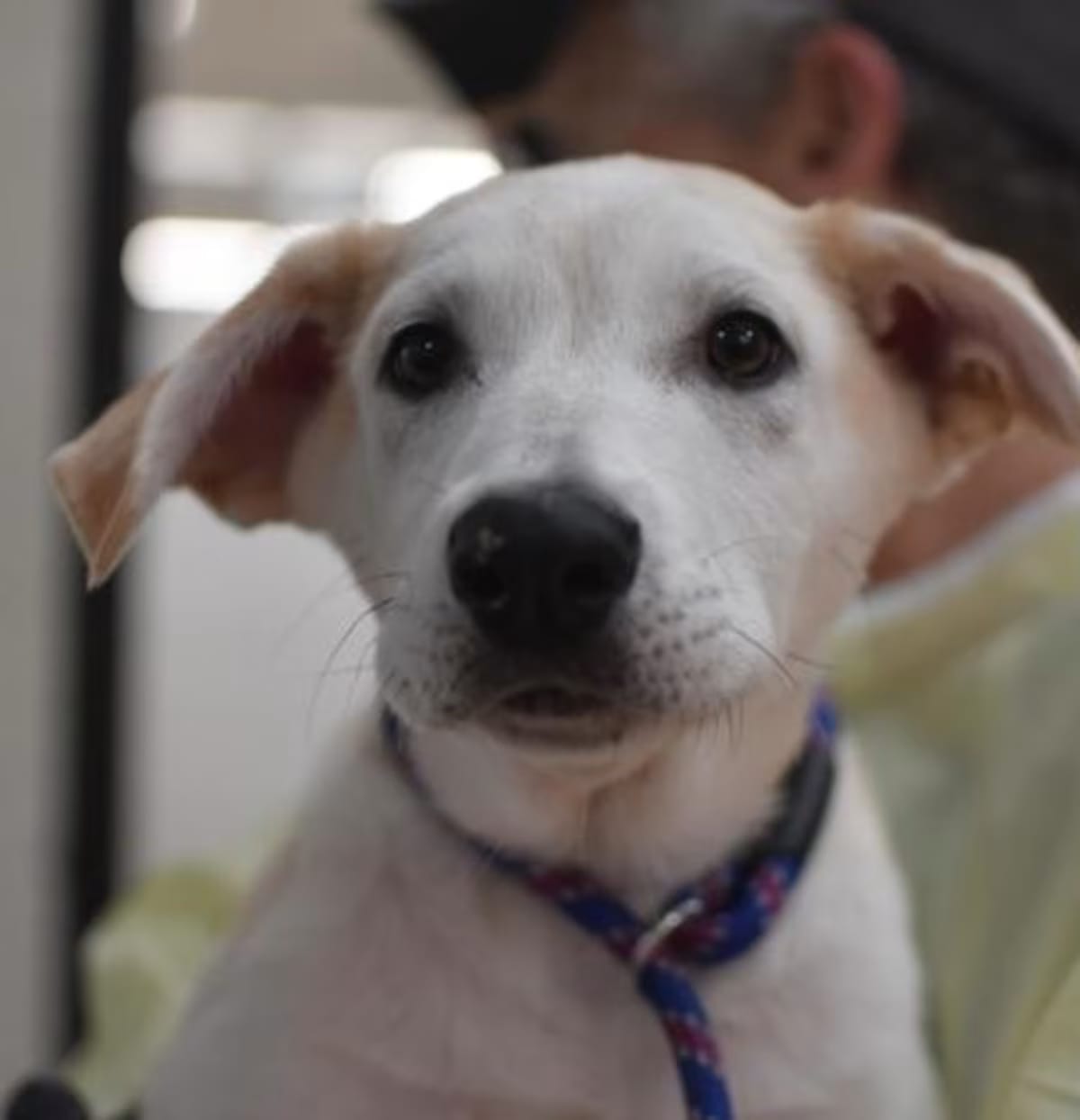 Photo of Potatoes, adoptable Shepherd (Unknown Type) in Portland, Oregon