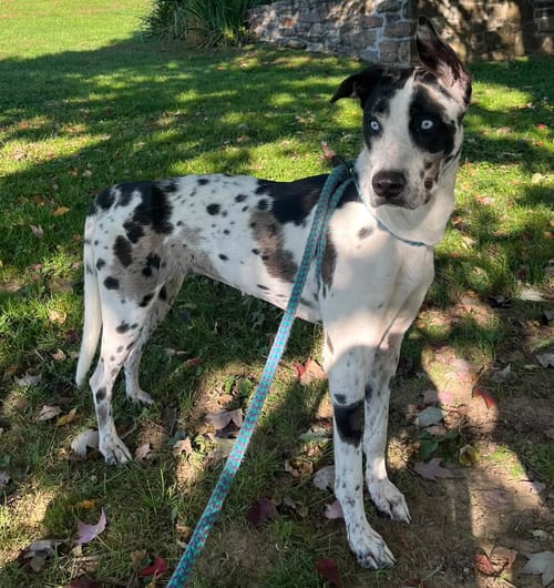 Photo of Jersey Girl, adoptable Great Dane in Unionville, Pennsylvania
