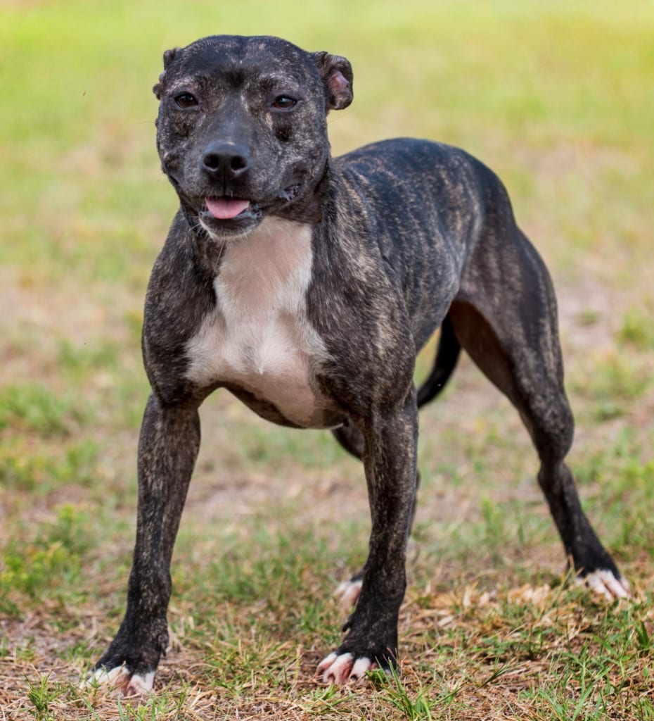 Photo of Tabitha, adoptable Mixed Breed in Ocala, Florida