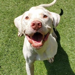 Photo of Archer KH, adoptable American Pit Bull Terrier in Baltimore, Maryland