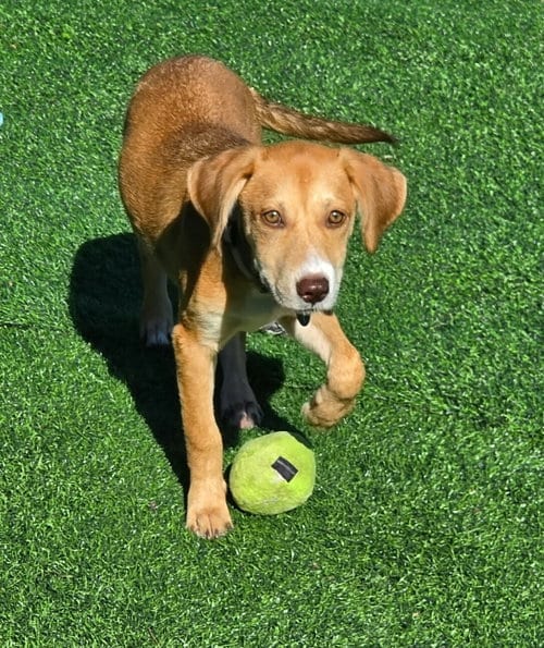 Photo of Allie, adoptable Labrador Retriever in Royal Palm Beach, Florida