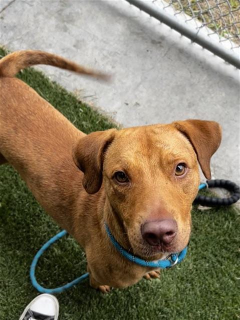 Photo of Willy, adoptable Labrador Retriever in Baytown, Texas