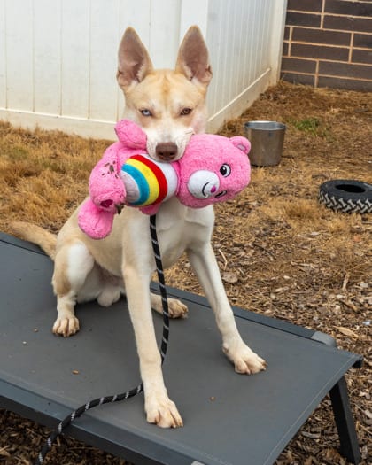 Photo of Meech, adoptable dog in Chamblee, Georgia