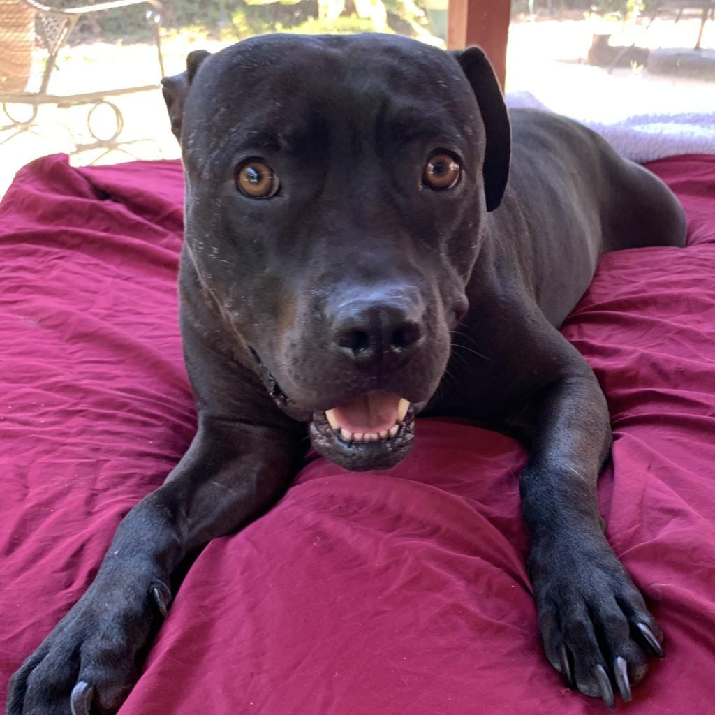 Photo of Gabriel, adoptable Terrier, American Staffordshire / Terrier, Pit Bull