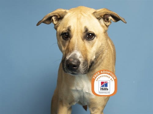 Photo of Nova, adoptable Labrador Retriever in Phoenix, Arizona