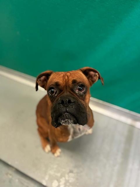 Photo of Yoda, adoptable Boxer in Visalia, California
