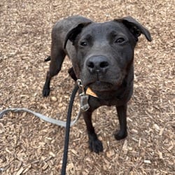 Photo of Coal, adoptable Labrador Retriever Mixed Breed (Medium) in New York City, New York