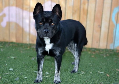 Photo of Gluey, adoptable Chow Chow in West Valley, Utah
