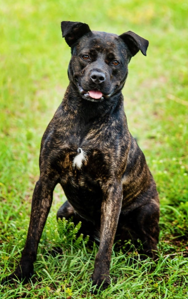 Photo of Rue, adoptable Mixed Breed in Ocala, Florida