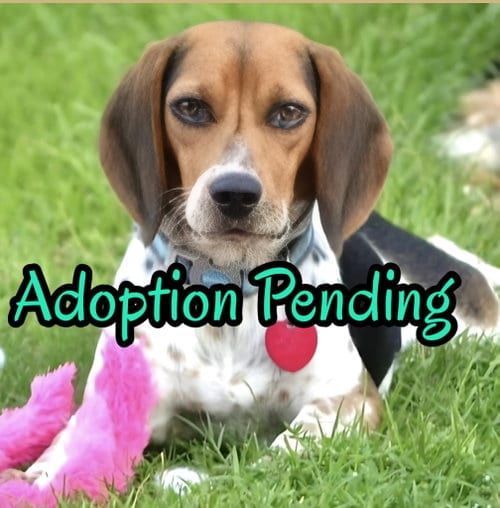 Photo of Gemma, adoptable Beagle in Dunnellon, Florida
