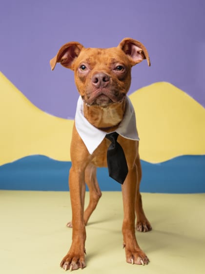 Photo of Pirate, adoptable dog in Atlanta, Georgia