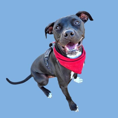 Photo of Rocky, adoptable Pit Bull Terrier in Bakersfield, California
