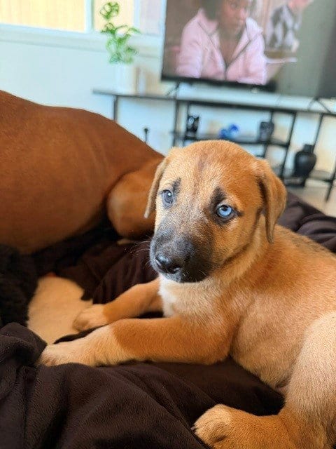 Photo of Blondie, adoptable German Shepherd Dog in Santa Cruz, California